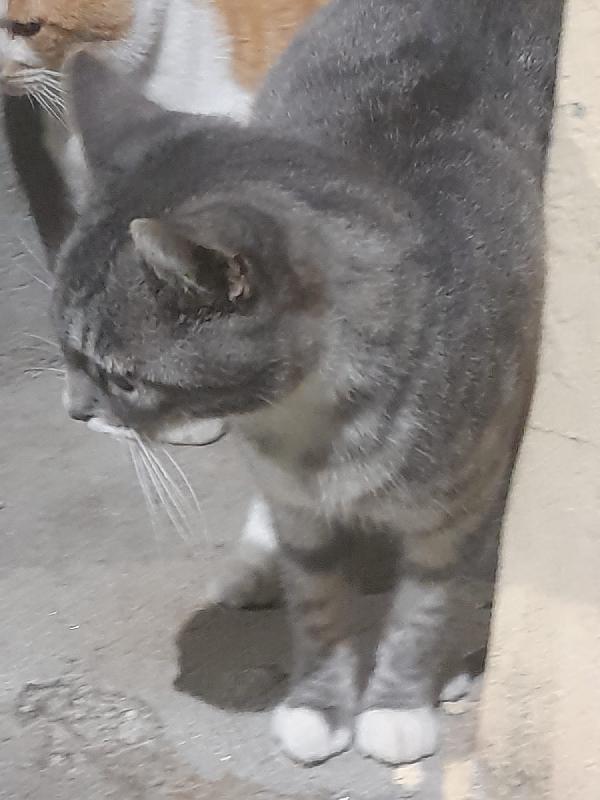 “Milù, la dolce gattina che sogna una casa e un po’ d’amore” Foto 4